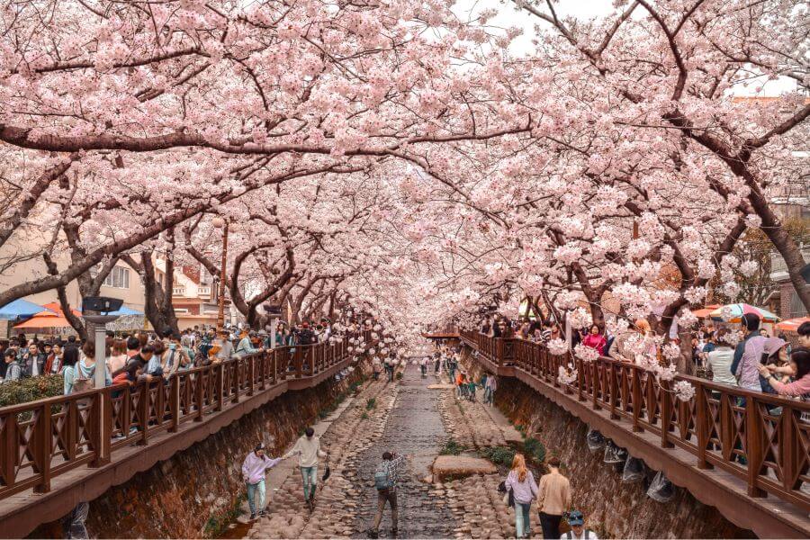 Jinhae thu hút du khách bởi khung cảnh rực rỡ sắc hồng mỗi độ xuân về