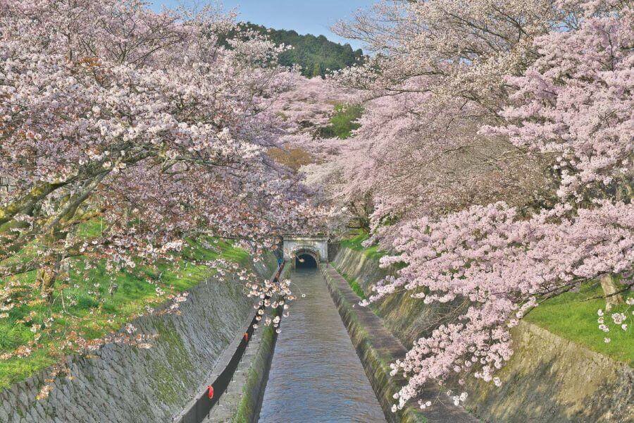 Tetsugaku-no-Michi là một điểm đến không thể bỏ qua đối với những ai yêu thích hoa anh đào