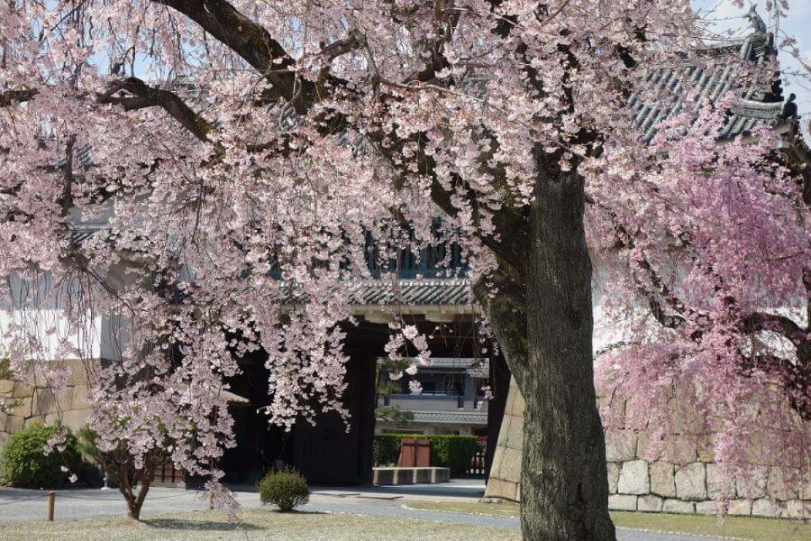 Lâu đài Nijo không chỉ là một di tích lịch sử quan trọng của Kyoto mà còn là một địa điểm ngắm hoa anh đào tuyệt đẹp