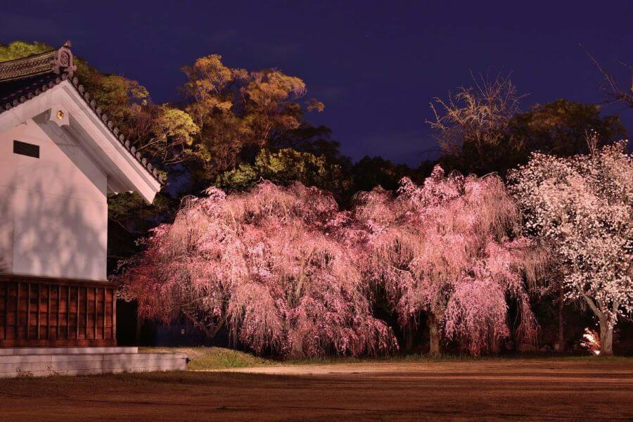 Với kiến trúc độc đáo, Nijo mang đến một trải nghiệm ngắm hoa anh đào kết hợp hài hòa giữa vẻ đẹp tự nhiên và giá trị văn hóa lịch sử