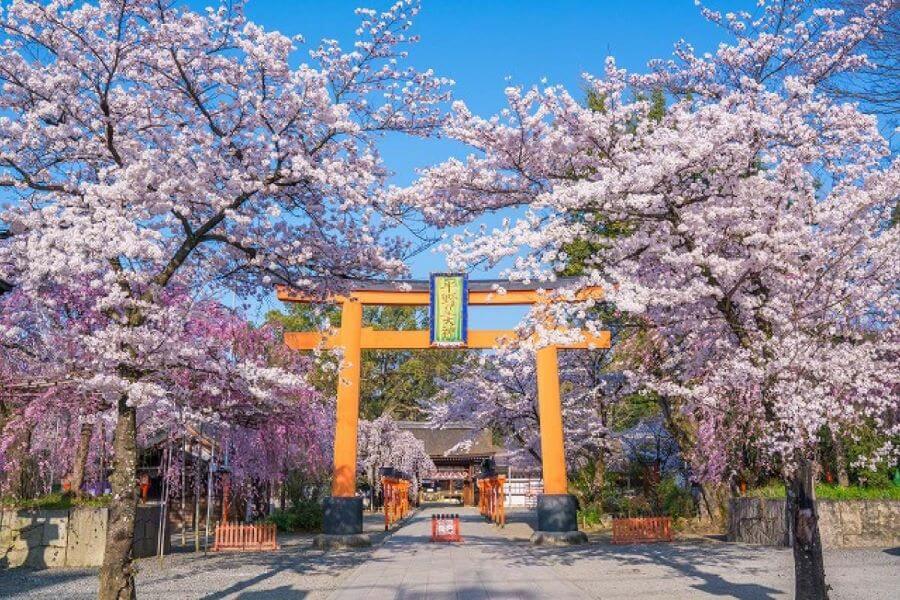 Đền Hirano là một điểm đến tuyệt vời để ngắm hoa anh đào ở Kyoto