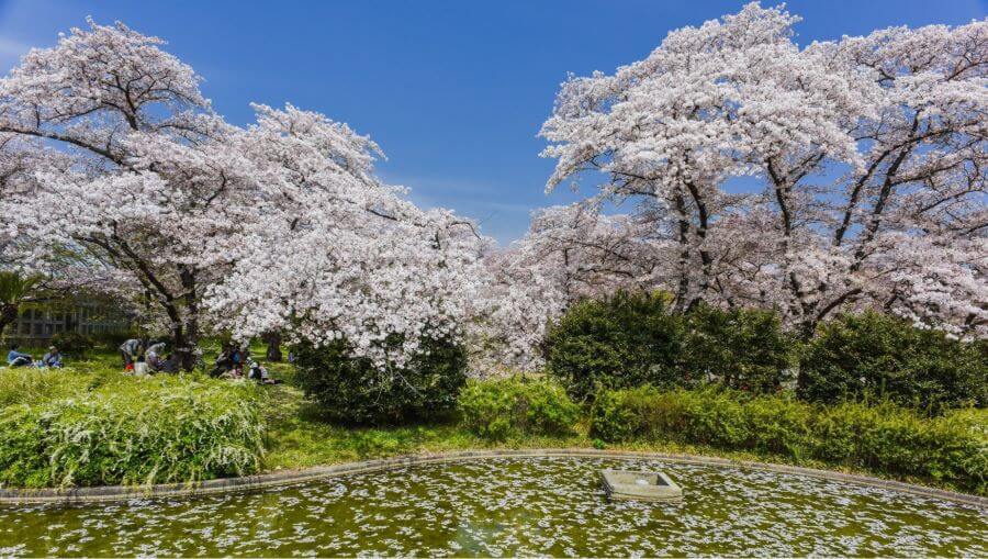 Với diện tích rộng lớn, vườn Bách thảo Kyoto mang đến một trải nghiệm ngắm hoa anh đào phong phú và thú vị