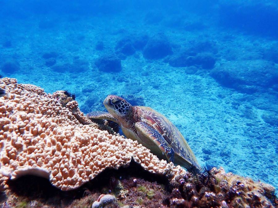 Đến với Xiaoliuqiu, bạn sẽ được trải nghiệm nhiều hoạt động thú vị tại vùng biển xinh đẹp này