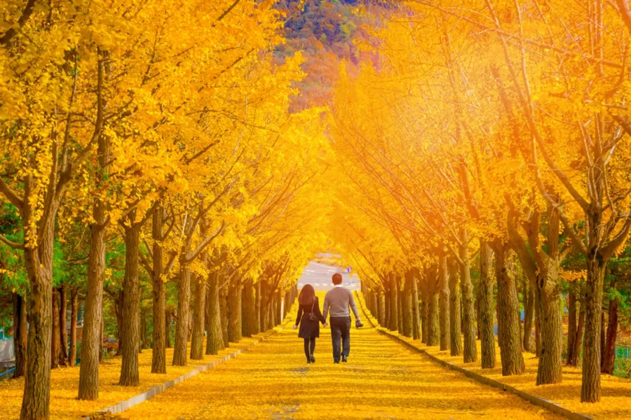 Đảo Jeju, viên ngọc quý của Hàn Quốc, từ lâu đã trở thành điểm đến mơ ước của biết bao du khách