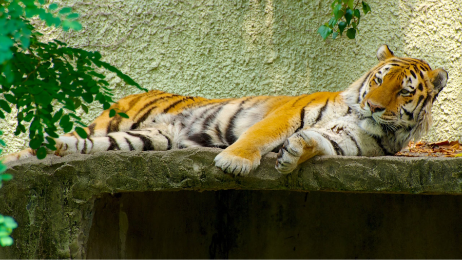 Vườn thú Tennoji như một ốc đảo xanh mát, mang đến cho du khách một không gian yên bình để khám phá thế giới động vật