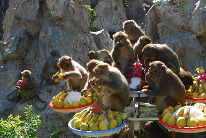 lễ hội khỉ ở nha trang 1-min