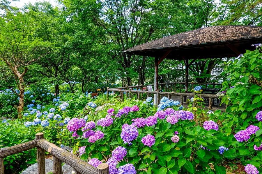 Những bông hoa cẩm tú cầu rực rỡ tạo nên khung cảnh đầy mê hoặc, là background hoàn hảo cho những bức ảnh 