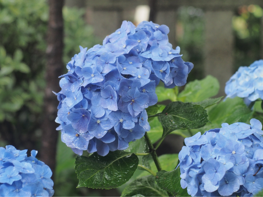 Asukayama không chỉ thu hút du khách bởi khung cảnh mùa xuân rực rỡ với hoa anh đào khoe sắc, mà còn níu chân du khách bởi vẻ đẹp say đắm của hoa cẩm tú cầu