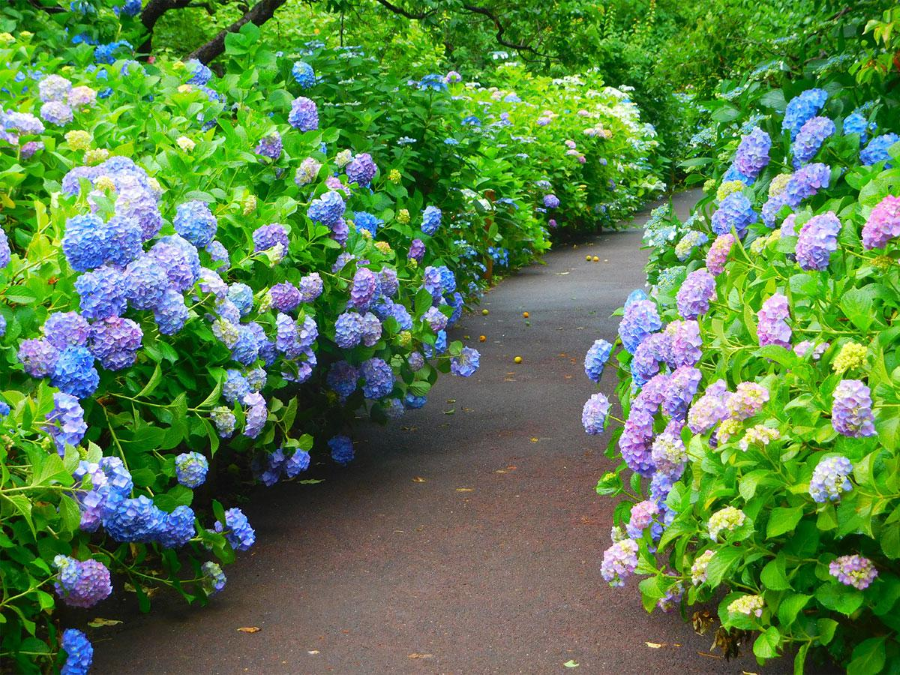 Những bông hoa đua sắc khoe hương, tạo nên khung cảnh vô cùng lãng mạn và say đắm lòng người tại Kyu-Iwasaki-tei