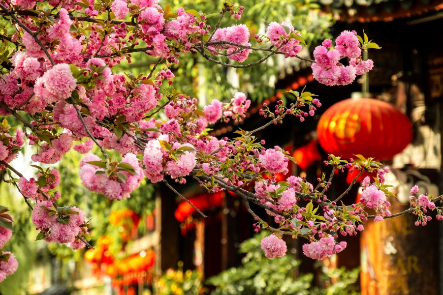 Muôn vàn loài hoa đua nhau nở rộ khoe sắc tuyệt đẹp vào mùa xuân tại Vân Nam 