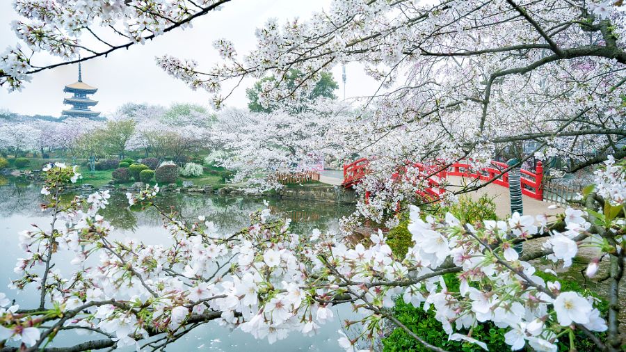 Cứ mỗi độ xuân về, Vũ Hán lại ngập tràn trong sắc anh đào nở rộ vô cùng nên thơ và rạng rỡ