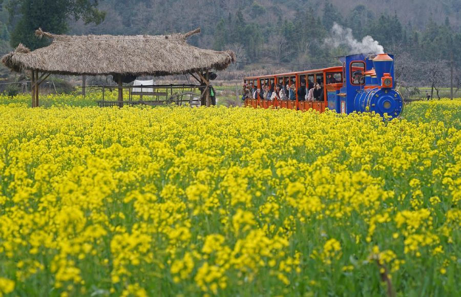Những cánh đồng hoa cải rộng lớn đồng loạt trổ bông vàng trên nền cỏ xanh rì tuyệt đẹp tại làng cổ Vụ Nguyên