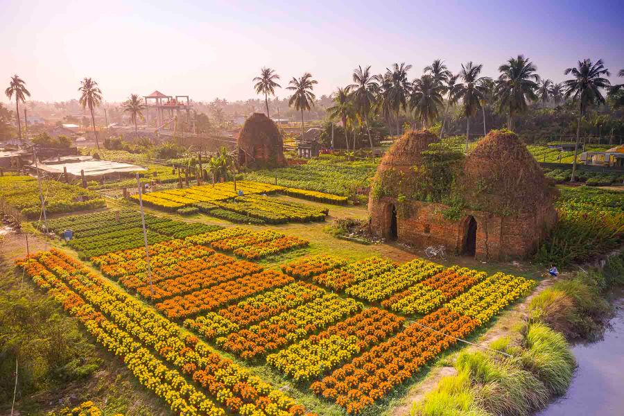 Rực rỡ sắc màu làng hoa kiểng Cái Mơn, Bến Tre
