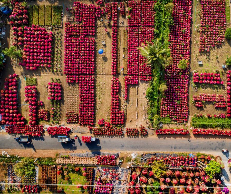Rực rỡ những làng hoa Tết tại miền Tây
