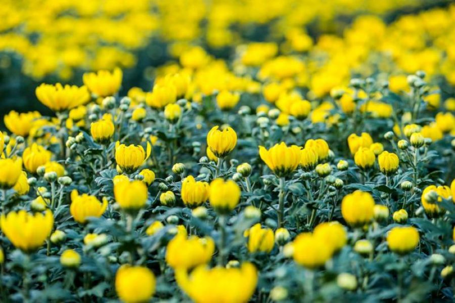 Đến làng hoa kiểng Cái Mơn đắm mình trong sự tươi đẹp và rực rỡ