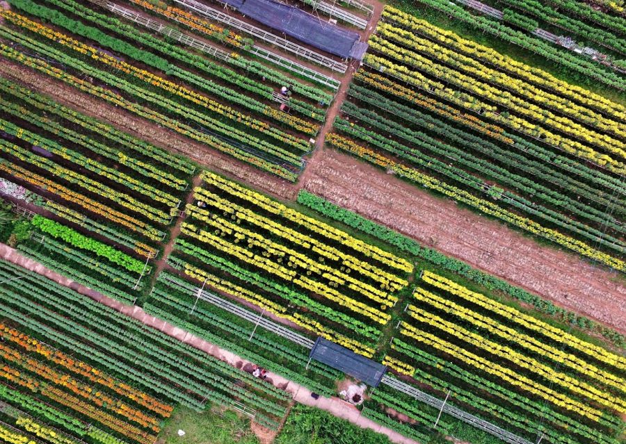 Ngắm nhìn Làng hoa An Thạnh ở An Giang khoe sắc