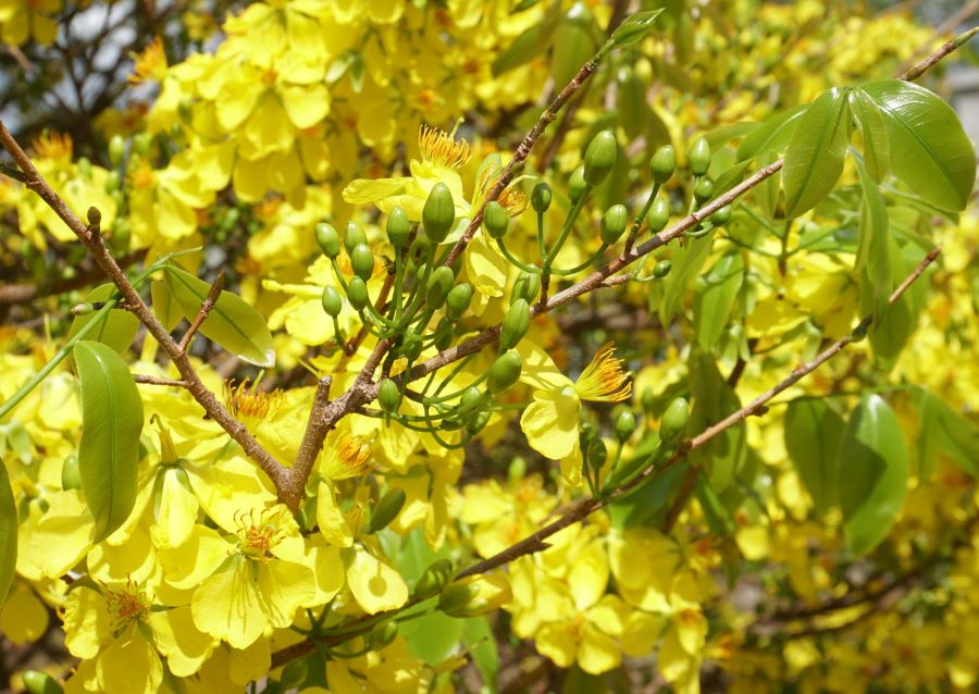 Làng Mai Phước Định Vĩnh Long - Điểm du xuân thú vị