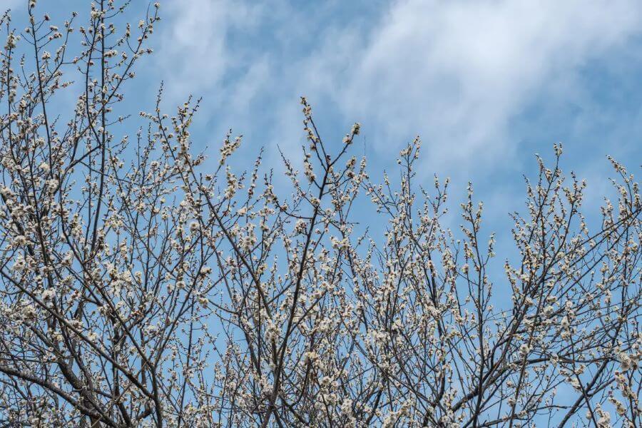 Vườn Keio Mogusaen là một trong những địa điểm không thể bỏ qua khi đi du lịch Tokyo vào mùa xuân