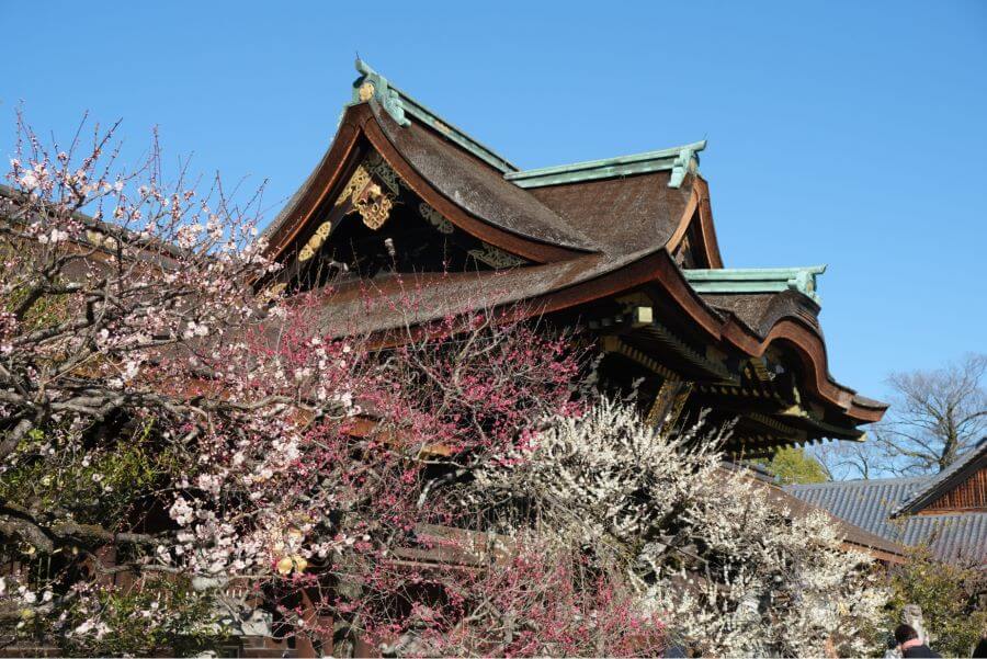 Đền Kitano Tenmangu, một trong những ngôi đền Shinto nổi tiếng nhất ở Kyoto, là địa điểm ngắm hoa Ume tuyệt đẹp tại Nhật Bản