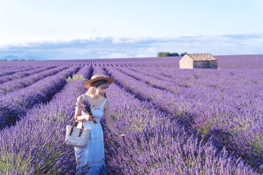 Valensole là một trong những cánh đồng hoa Lavender Pháp nổi tiếng và thu hút khách du lịch bậc nhất 