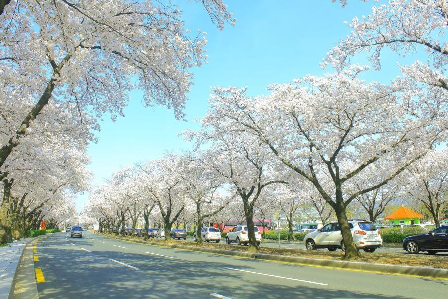 Gyeongju - Thành phố cổ kính nổi tiếng mà bạn không nên bỏ qua khi đến Hàn Quốc