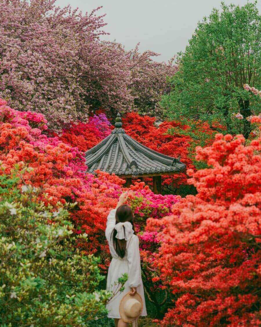 Jeonju nổi bật với những ngôi nhà Hanok cổ kính và cảnh quan thiên nhiên tuyệt đẹp