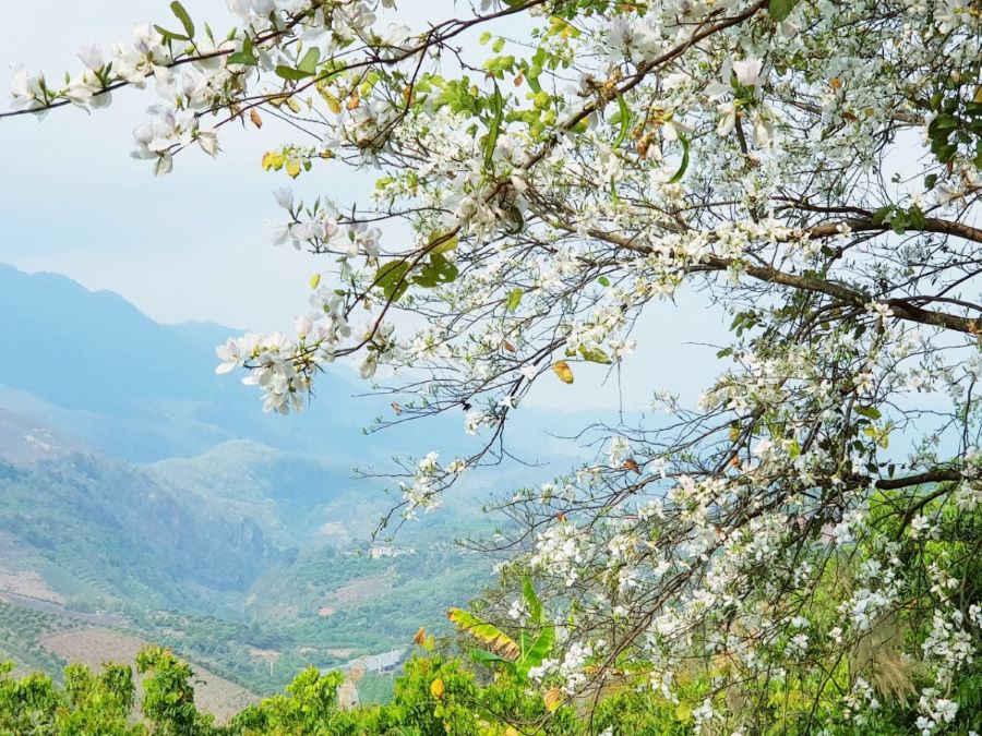 Mai Châu thơ mộng và bình yên mỗi khi mùa xuân