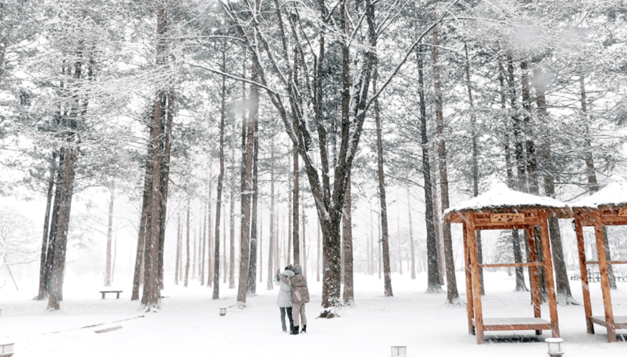 Đảo Nami Hàn Quốc - Điểm đến lý tưởng cho tour Hàn Quốc