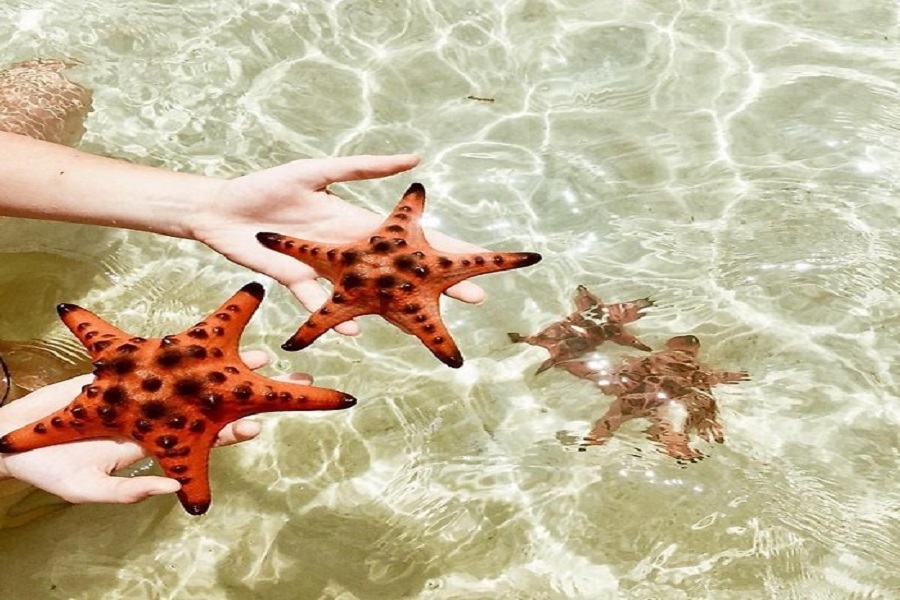 Xõa hết mình với "vương quốc sao biển" tại đảo ngọc Phú Quốc