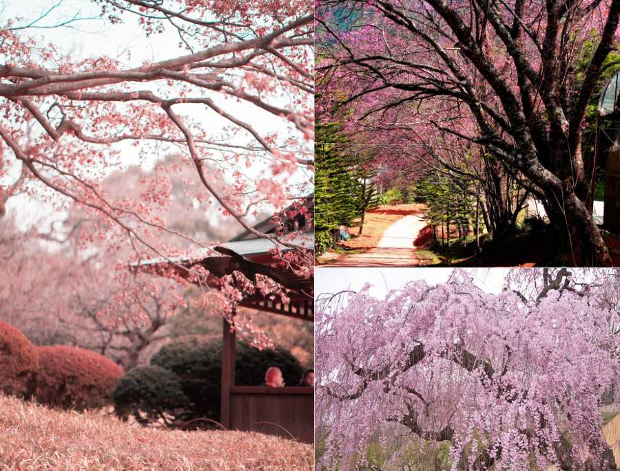 Mùa hoa anh đào rực rỡ tại Trung Quốc mỗi khi mùa xuân tới