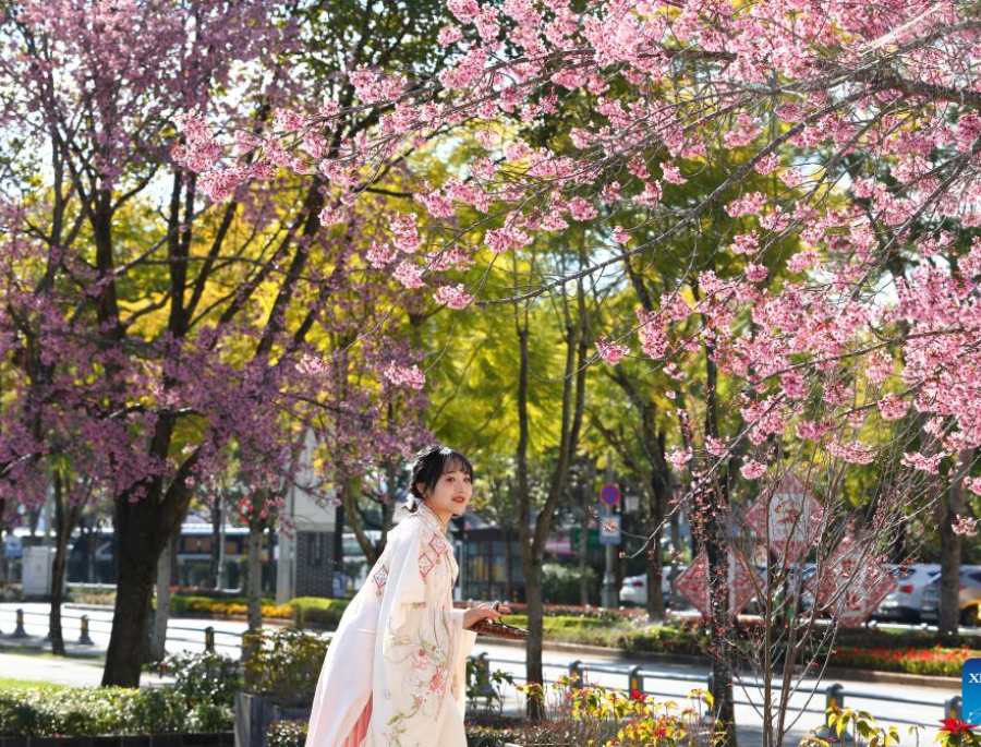 Hoa anh đào ngập tràn mọi nẻo đường