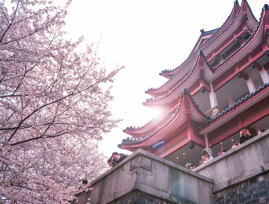 Hoa anh đào ở Trung Quốc là biểu tượng của vẻ đẹp tinh khôi, thanh lịch và sự sống mới