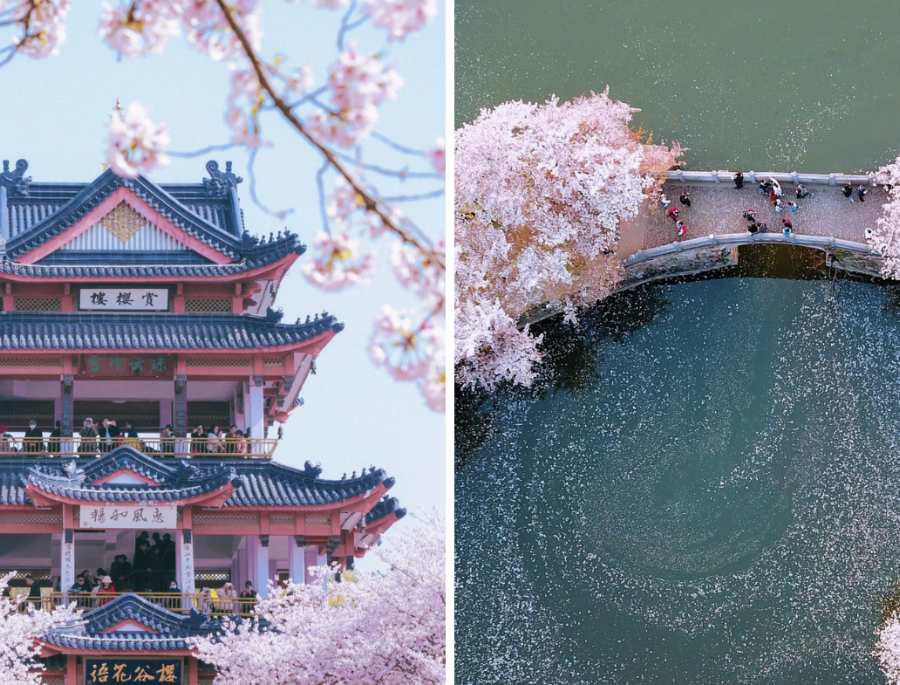 Bắc Kinh được bao phủ bởi sắc hồng của những bông hoa anh đào