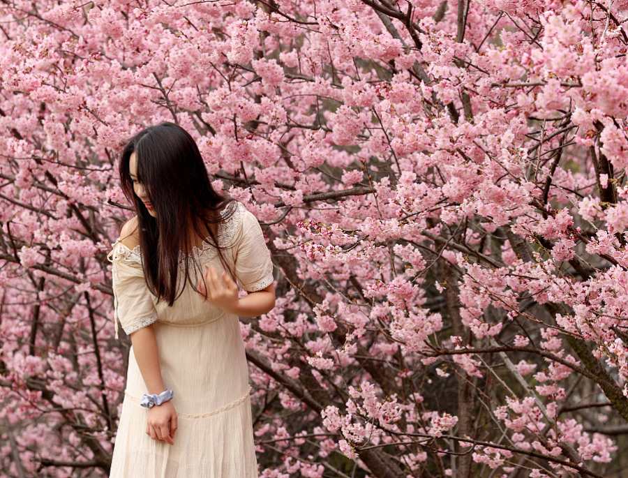 Thượng Hải chính là một sự lựa chọn hàng đầu nếu Bạn muốn ngắm nhìn vẻ đẹp của những bông hoa anh đào