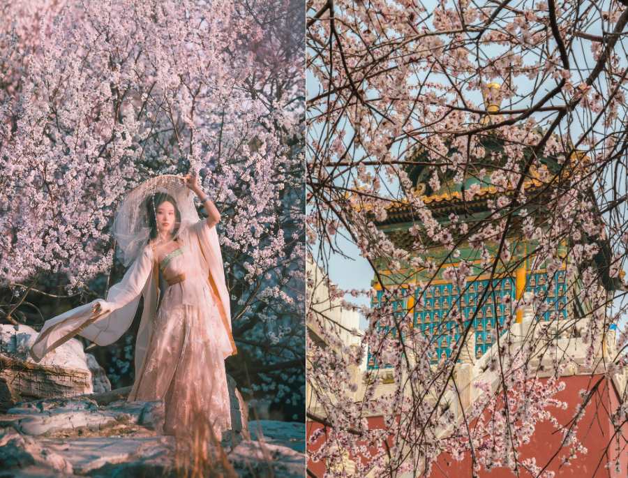 Công viên Ngọc Uyên Đàm là nơi lý tưởng để bạn tận hưởng vẻ đẹp của hoa anh đào