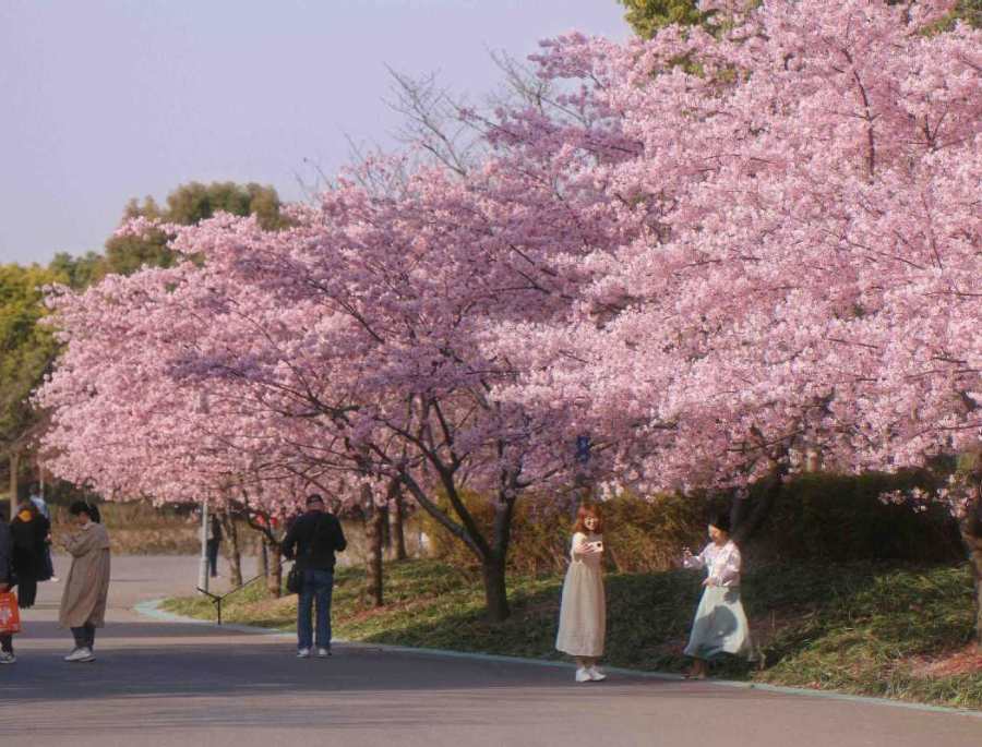 Rất nhiều du khách đến các lễ hội hoa anh đào để ngắm nhìn vẻ đẹp rực rỡ