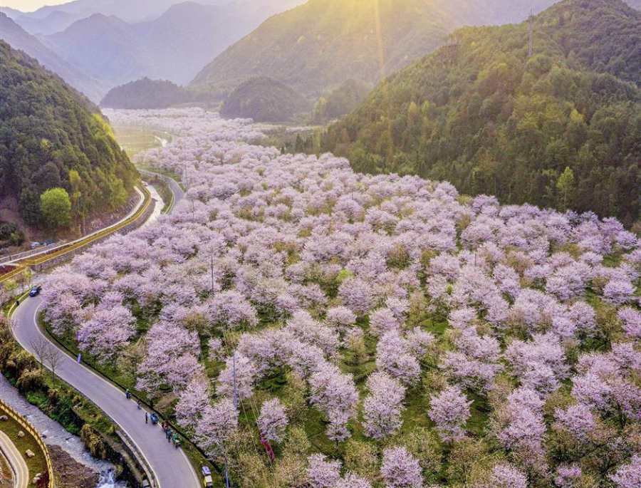 Khu vườn anh đào trải dài nhìn từ trên cao