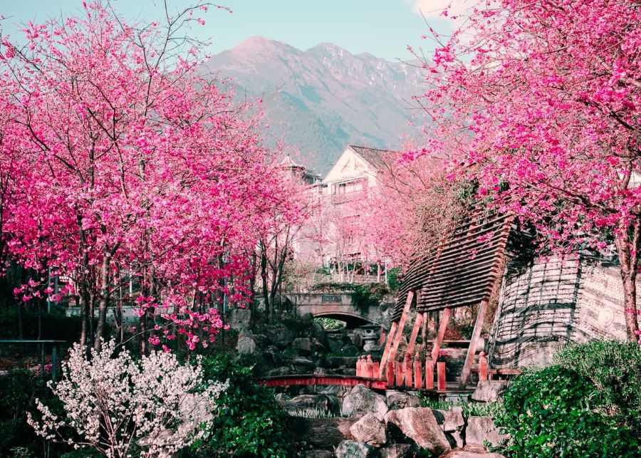 Ngắm hoa anh đào mùa xuân đẹp như tranh vẽ tại Trung Quốc