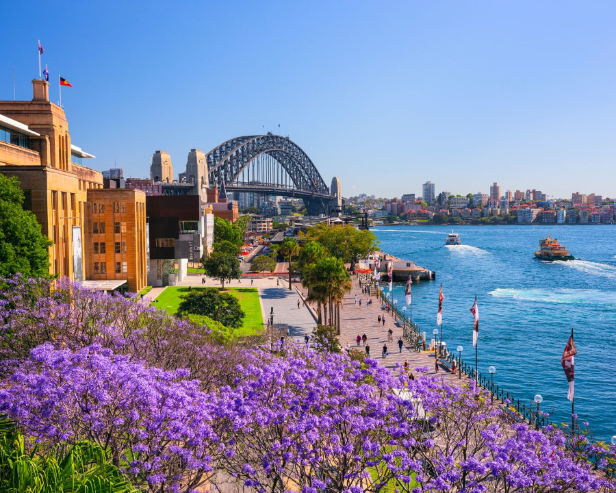 Vào mùa hoa phượng tím ở Úc nở rộ, những con phố ở Sydney như được khoác lên một tấm áo tím mộng mơ