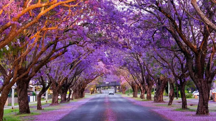 Sắc tím mộng mơ của hoa phượng tím bao phủ khắp các con đường lớn, khiến Melbourne trở nên lãng mạn và cuốn hút hơn bao giờ hết