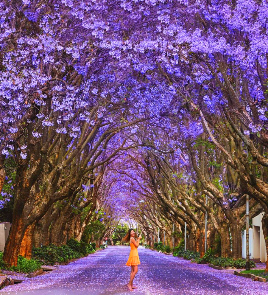 Brisbane nổi tiếng là thành phố sở hữu những con đường hoa phượng tím đẹp nhất nước Úc