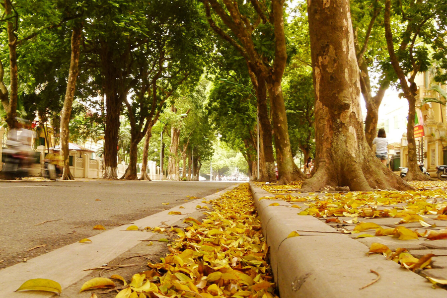 Mùa thu Hà Nội là mùa của những chiếc lá vàng