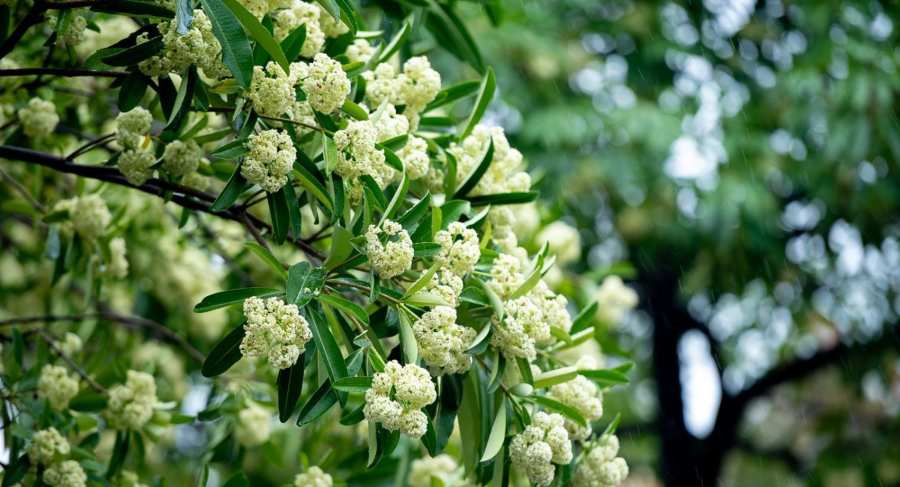 Hương hoa sữa là một trong những biểu tượng đặc trưng của mùa thu Hà Nội