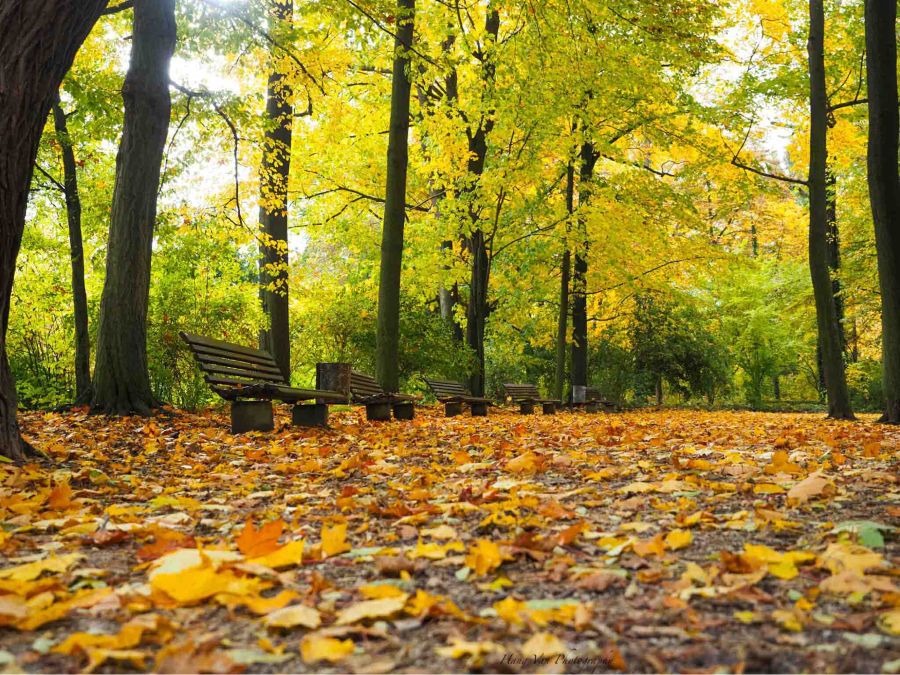 Mùa thu là thời điểm lý tưởng để khám phá vẻ đẹp hoang sơ của rừng núi Đức