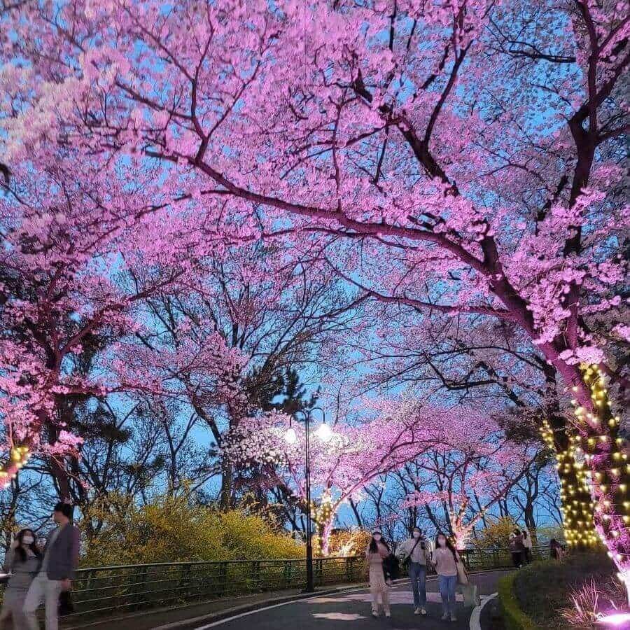 Sắc hồng phơn phớt của hoa phủ kín không gian, tạo nên một bức tranh thiên nhiên tuyệt đẹp