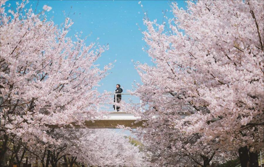 Lễ hội hoa anh đào ở công viên Daejeo khiến nơi này như thay chiếc áo hồng rực rỡ, thu hút hàng triệu du khách ghé thăm