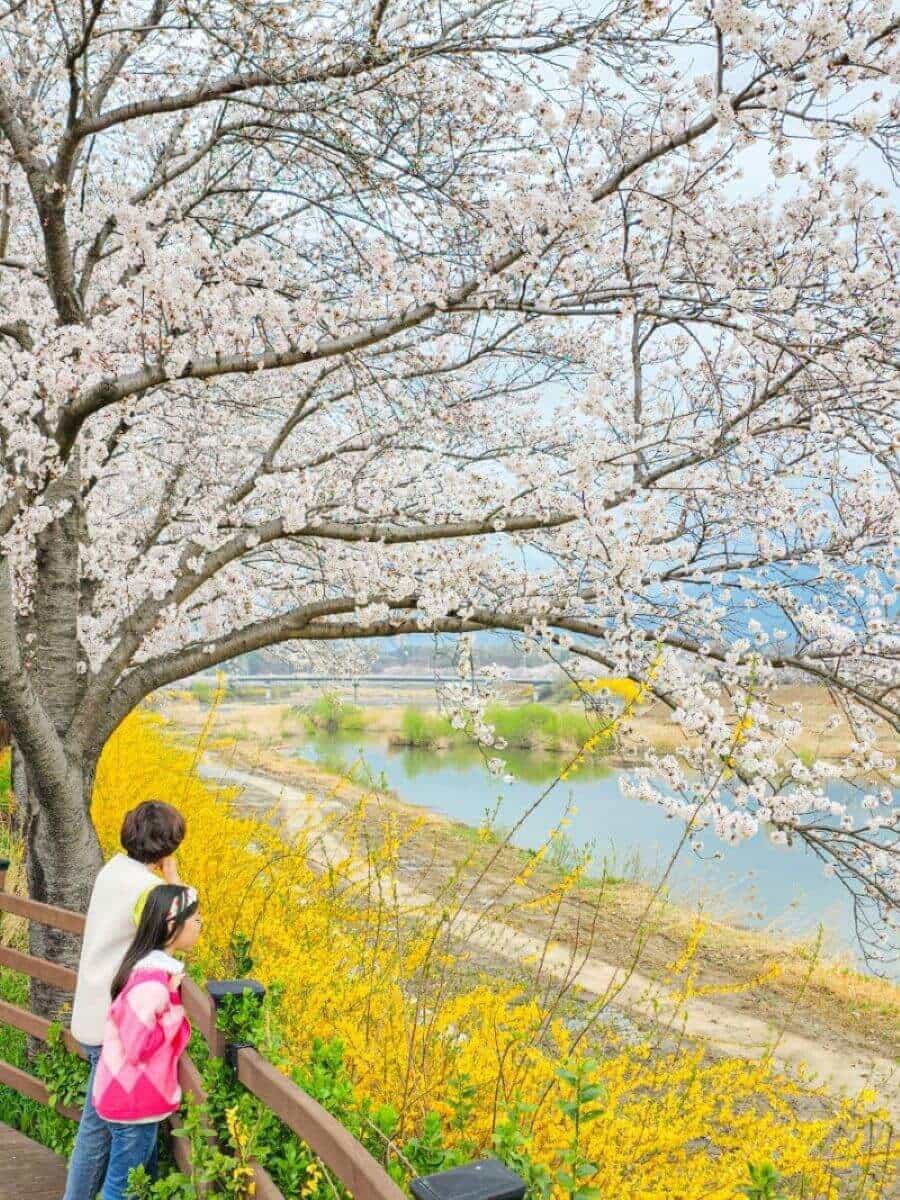 Lễ hội hoa anh đào trên sông Seomjin là một trải nghiệm mùa xuân tuyệt đẹp mà bạn không nên bỏ lỡ khi đi du lịch Hàn Quốc