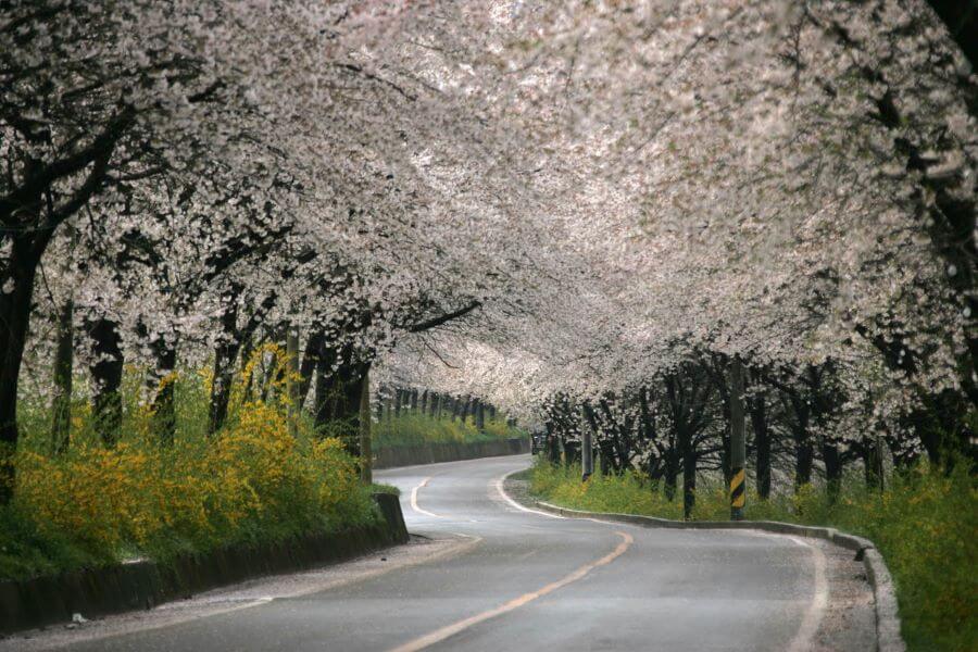 Lễ hội hoa anh đào này là cơ hội để bạn hòa mình vào thiên nhiên và tận hưởng không khí trong lành của một vùng quê yên bình