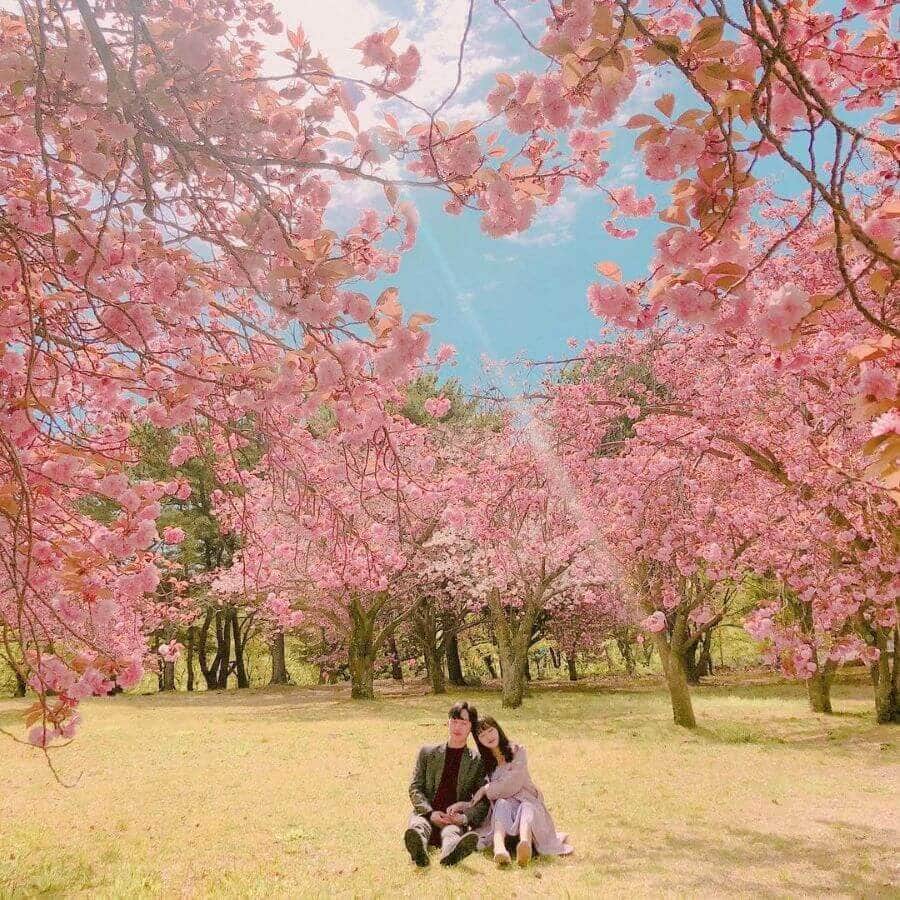 Lễ hội hoa anh đào Gyeongju là một trong những lễ hội hoa anh đào nổi tiếng và được mong chờ nhất ở Hàn Quốc