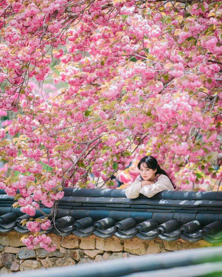 Điểm nhấn của lễ hội những cây hoa anh đào nở rộ tạo nên khung cảnh vô cùng lãng mạn